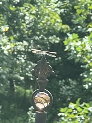 Pachydiplax longipennis