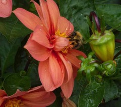 Bombus pascuorum