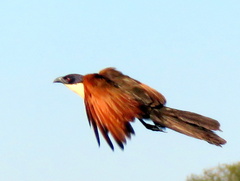 Centropus cupreicaudus