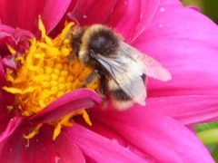 Bombus terrestris