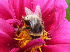 Bombus terrestris