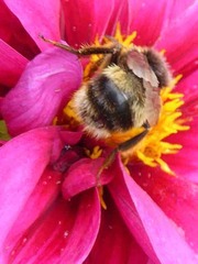Bombus terrestris