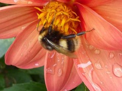 Bombus terrestris
