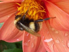 Bombus terrestris