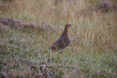 Lagopus lagopus scotica