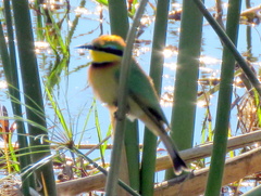 Merops pusillus argutus