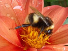 Bombus terrestris