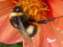 Bombus terrestris