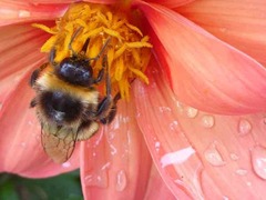 Bombus terrestris