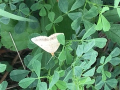 Isturgia arenacearia