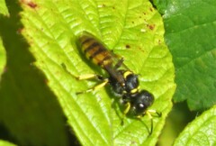Ectemnius cephalotes
