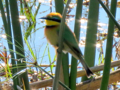Merops pusillus argutus