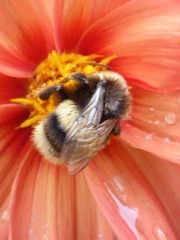 Bombus terrestris