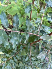 Elaeagnus umbellata