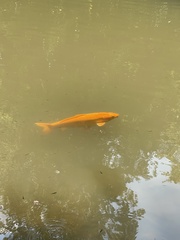 Cyprinus rubrofuscus
