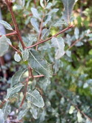 Elaeagnus umbellata