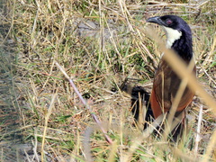 Centropus cupreicaudus