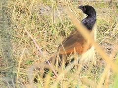 Centropus cupreicaudus