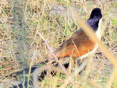 Centropus cupreicaudus