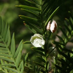 Taxodiomyia cupressi