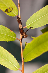 Limenitis