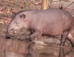 Tapirus terrestris