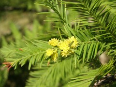 Taxodiomyia
