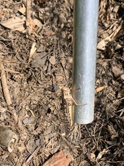 Schistocerca americana