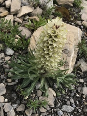 Campanula thyrsoides