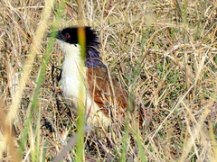 Centropus cupreicaudus