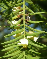 Taxodiomyia cupressi