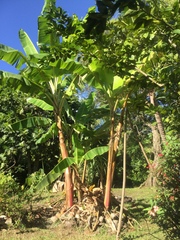 Musa