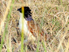 Centropus cupreicaudus