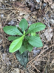Elephantopus tomentosus