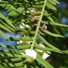 Taxodiomyia cupressi