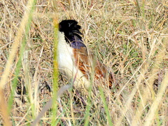 Centropus cupreicaudus