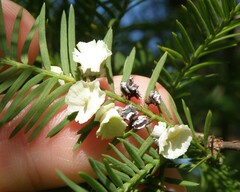 Taxodiomyia cupressi