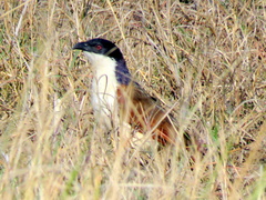 Centropus cupreicaudus