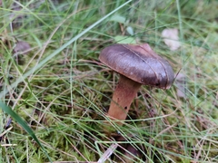 Chroogomphus rutilus