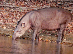 Tapirus terrestris