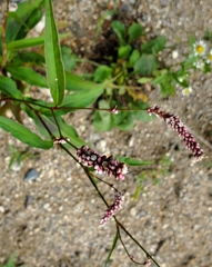 Persicaria maculosa