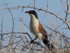 Centropus cupreicaudus