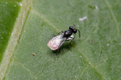 Eulophidae