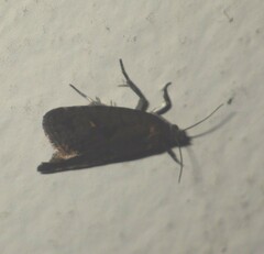 Cryptaspasma