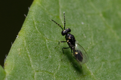 Eulophidae