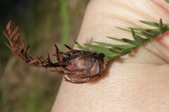Taxodiomyia cupressiananassa
