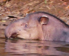 Tapirus terrestris