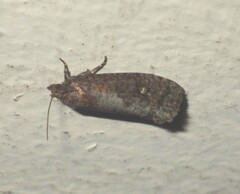 Cryptaspasma