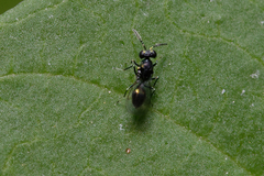 Eulophidae