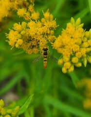 Sphaerophoria contigua